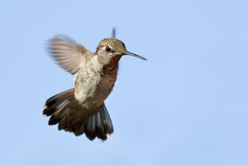Hummingbird with Tail Feathers Spread