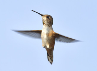 Hummingbird Spreading it's Wings