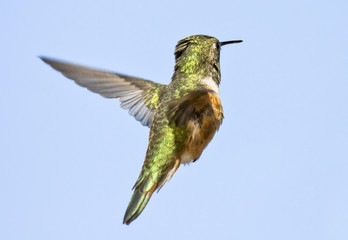 Hummingbird Back View