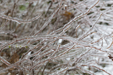 Freezing Rain Ice Storm Coats Plants