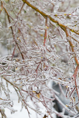 Freezing Rain Ice Storm Coats Plants