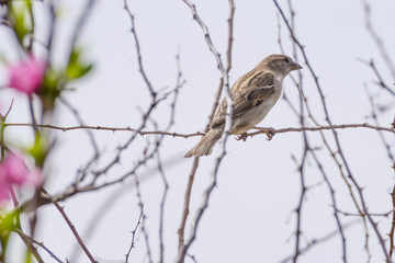Common Sparrow in a Tree