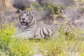 White Bangel-Tiger