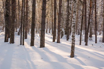 The winter forest under snow. The wood in Siberia in the winter. The wood in Russia in the winter.