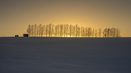 Fototapeta premium Forest in the winter with snow on the ground, Biei Hokkaido, Japan