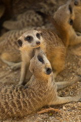 Meerkat in captivity looking around posing for the camera.