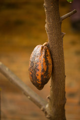 Cacao pods on tree, cacao farm tree.