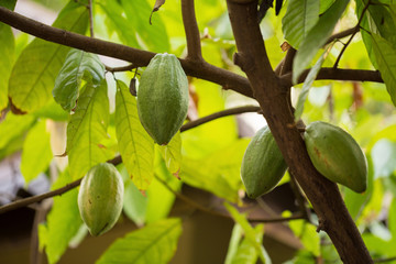 Cacao pods on tree, cacao farm tree.