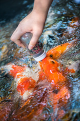 Hand give food to fancy carp fish