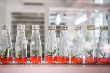 Bottles of orchid seedlings in lab