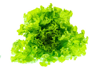 green fresh lettuce