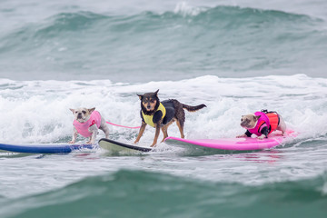 surf dog surfing at dog beach