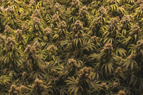 Indoor sea of green medical marijuana plants grow