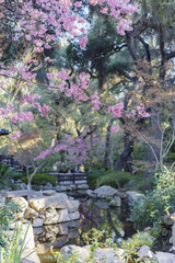Fototapeta premium Beautiful flower blossom at Descanso Garden