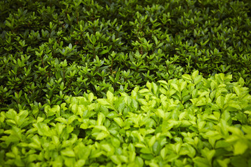 Obraz premium Shrubs 