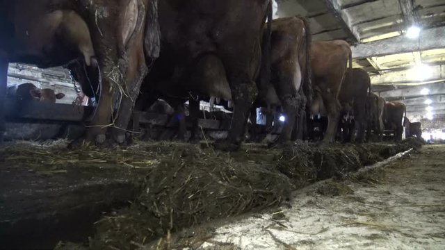 A cow defecates on a farm, Conveyor with dung