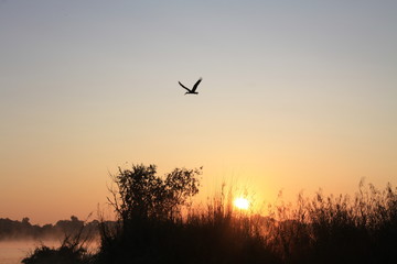 Heron over sunrise