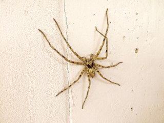 Spider on the wall