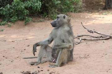 Sitting Baboon