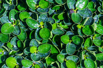 The bright green leaves. Close-up shot of bright green beautiful leaves from above.