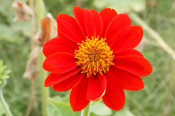  red flower on nature background