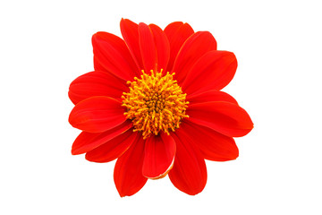  red flower  with petals of orange on a white background - Powered by Adobe