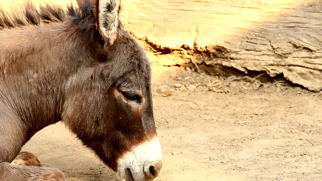 donkey in chiangmai Thailand