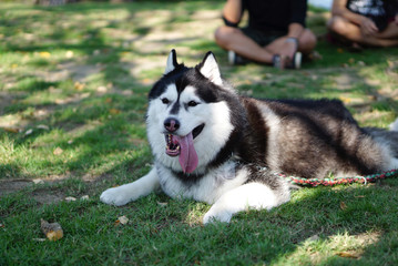 fat siberian husky laying down on the ground