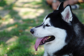 Closed up of fat siberian husky head with pink tounge