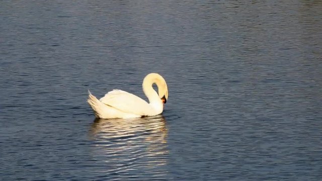 swan swimming in lake