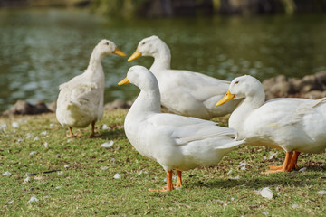 White sleep ducks