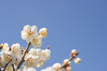 青空と白梅