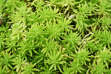 Details of the nature for background 