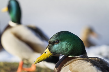 Ducks feeding-Salaspils town pond, winter time