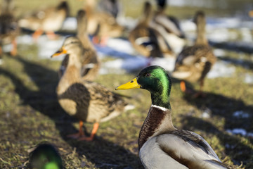 Ducks feeding-Salaspils town pond, winter time