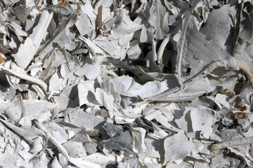 White ashes of burnt leaves. 