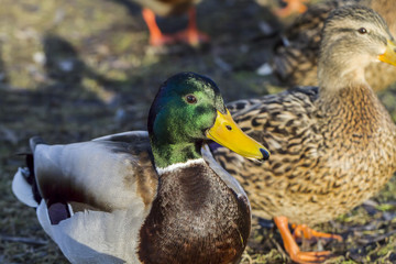 Ducks feeding-Salaspils town pond, winter time