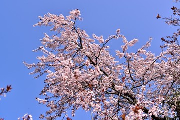 上矢部の山桜