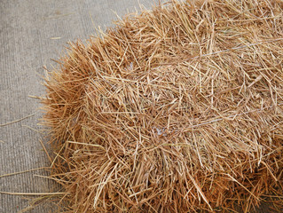 Square straw bales for sit