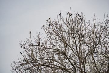 Obraz premium Many black crows on the tree