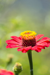 red zinnia Flower