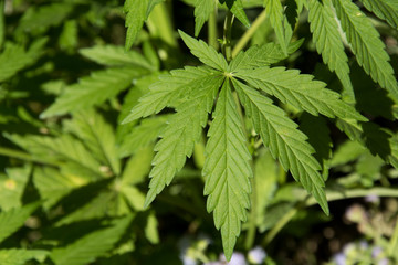 Marijuana leaves growing in the wild in Punjab, India
