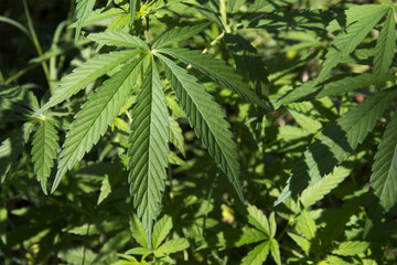 Marijuana leaves growing in the wild in Punjab, India
