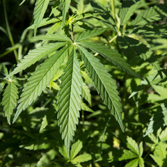 Marijuana leaves growing in the wild in Punjab, India