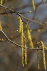 Hasel - blühend