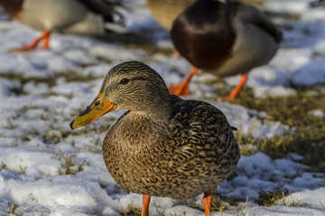 Ducks feeding-Salaspils town pond, winter time