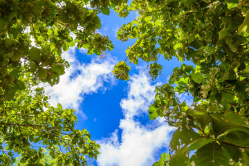 Trees branches on blue sky