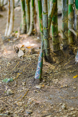 Shoot of Bamboo