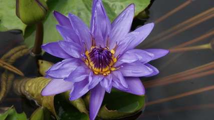 lotus mauve © Noelle