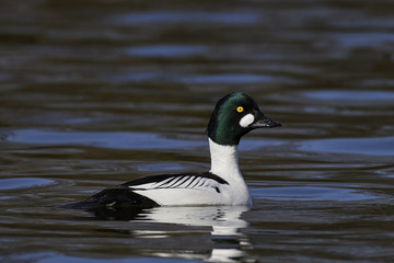 Common goldeneye (Bucephala clangula)